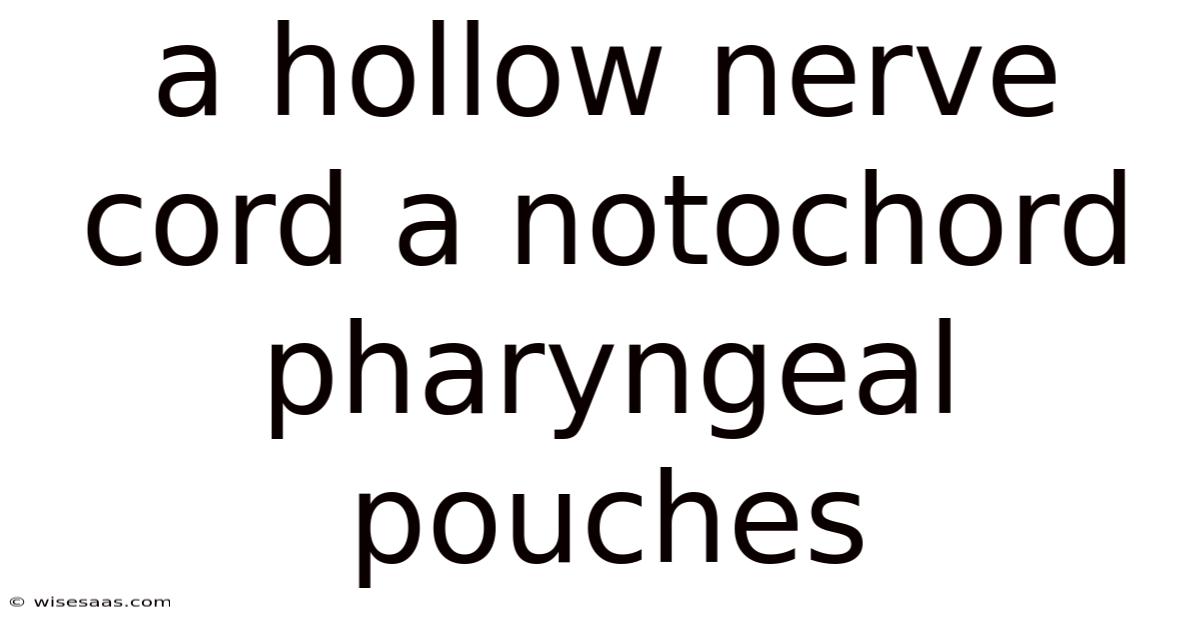 A Hollow Nerve Cord A Notochord Pharyngeal Pouches