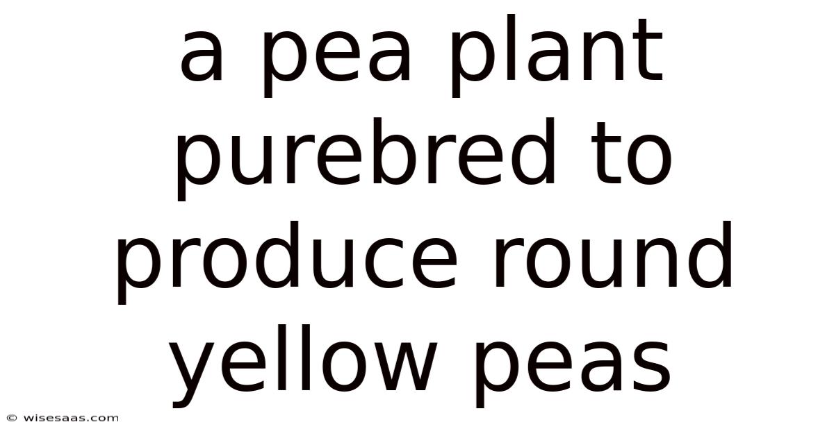 A Pea Plant Purebred To Produce Round Yellow Peas