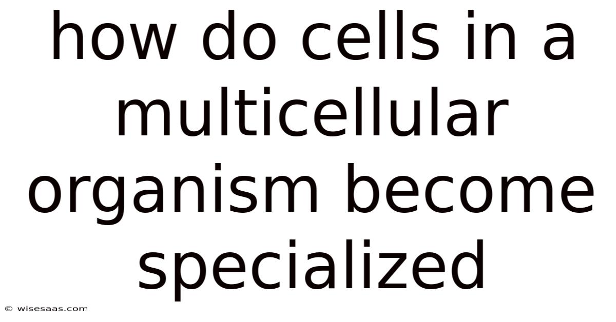 How Do Cells In A Multicellular Organism Become Specialized