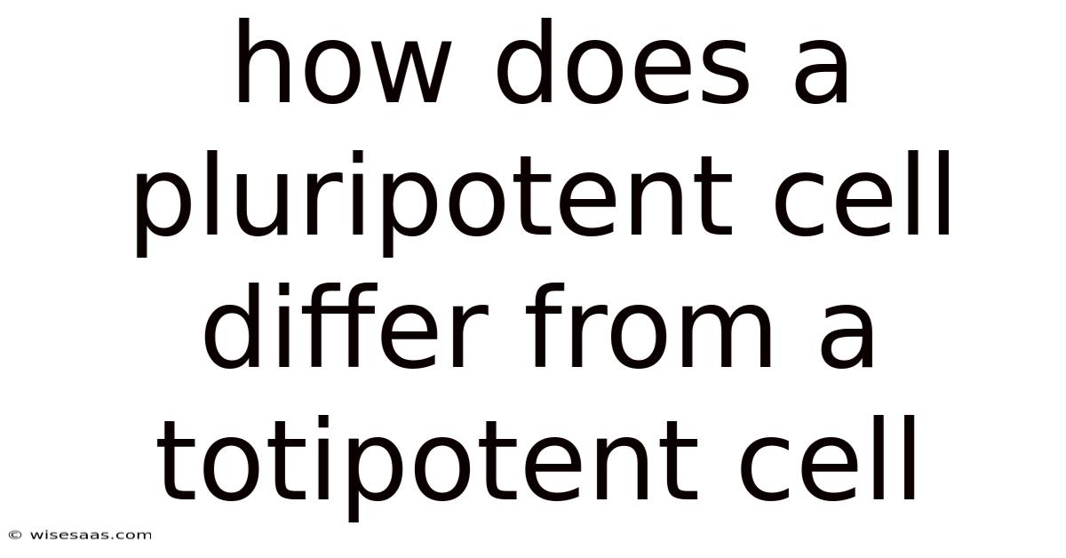 How Does A Pluripotent Cell Differ From A Totipotent Cell