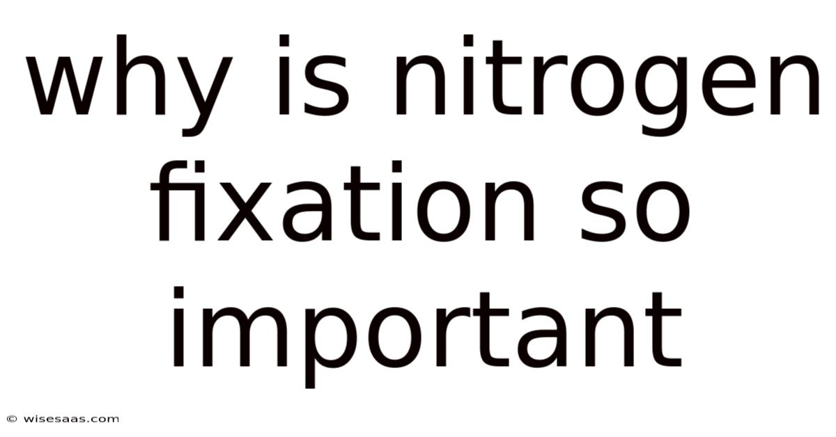 Why Is Nitrogen Fixation So Important